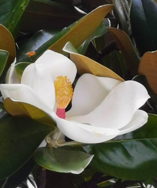 感谢黄伟元老师在广州拍的广玉兰