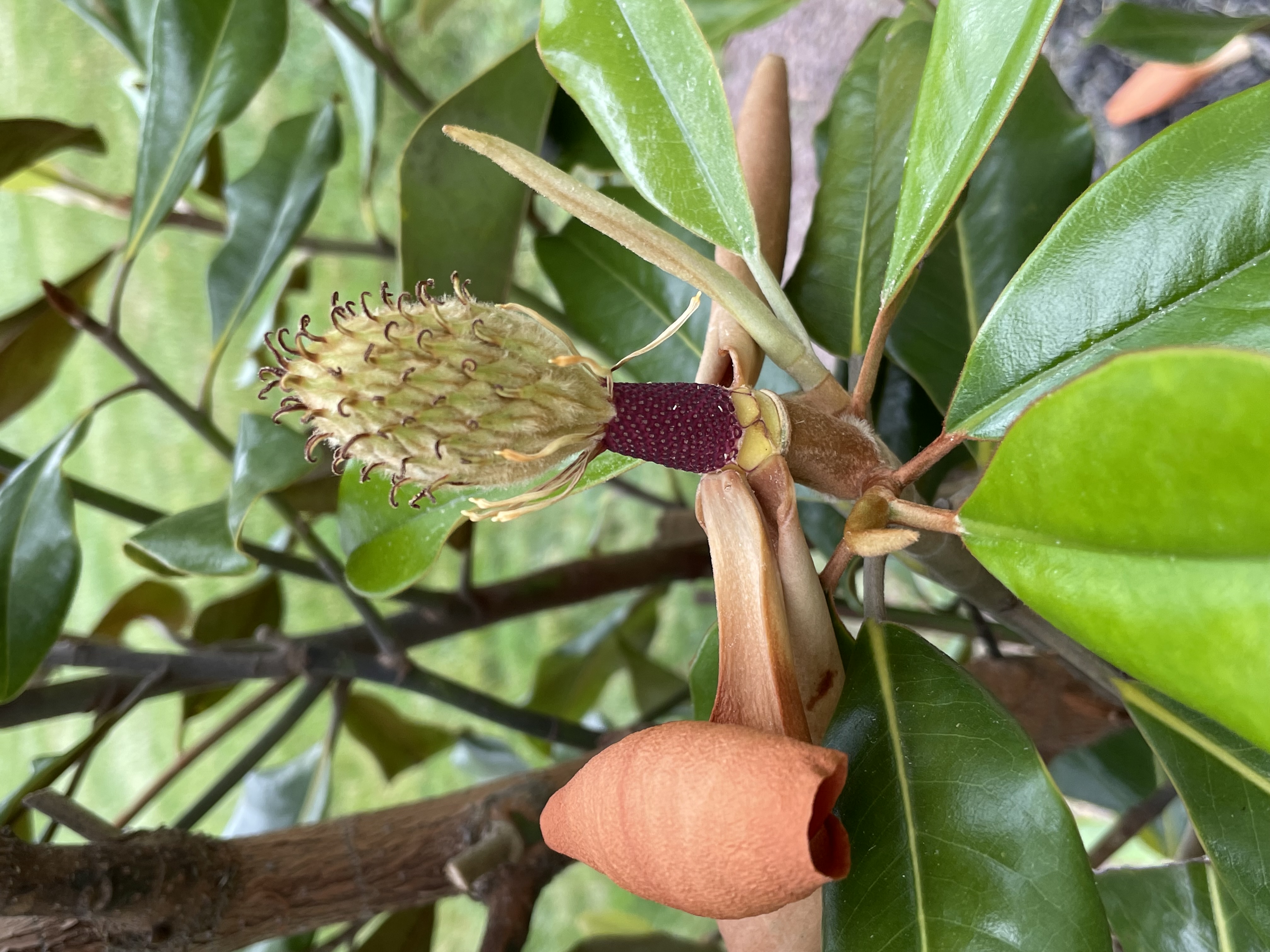 花谢,留下昂扬的幼果