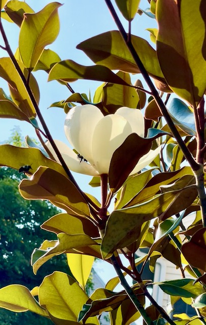 莲花玉兰